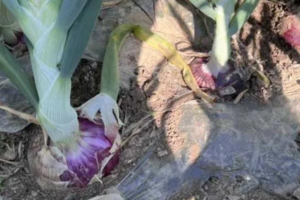 洋葱腐烂怎么防治，根据发生原因采取对应措施