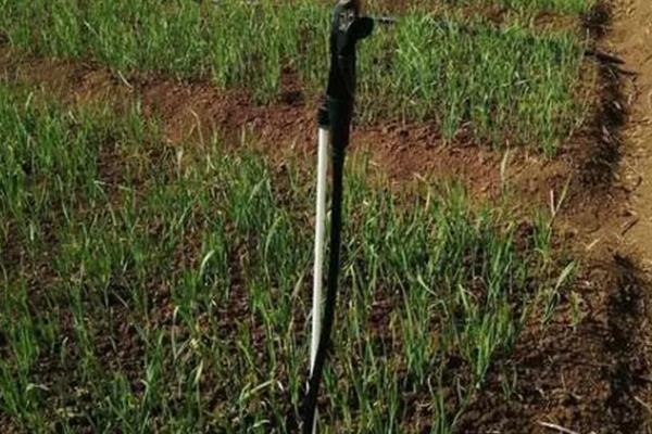 洋葱腐烂怎么防治，根据发生原因采取对应措施