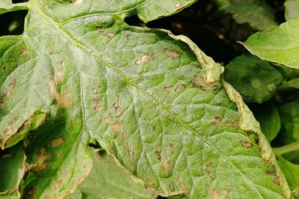 怎么防治番茄病毒病，增施磷、钾等肥料可增强抗病力