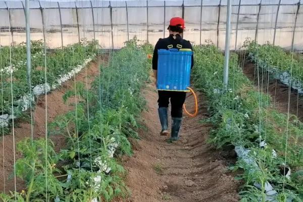 怎么防治番茄病毒病，增施磷、钾等肥料可增强抗病力