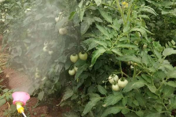 怎么防治番茄病毒病，增施磷、钾等肥料可增强抗病力