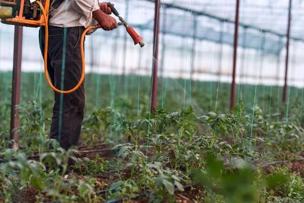 怎么防治番茄病毒病，增施磷、钾等肥料可增强抗病力