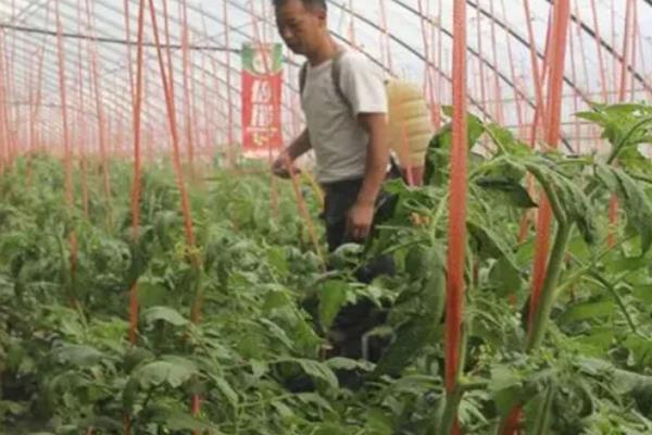 怎么防治番茄病毒病，增施磷、钾等肥料可增强抗病力