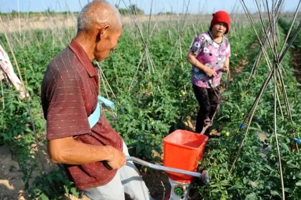 怎么防治番茄病毒病，增施磷、钾等肥料可增强抗病力