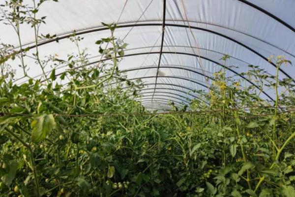 怎么防治番茄病毒病，增施磷、钾等肥料可增强抗病力