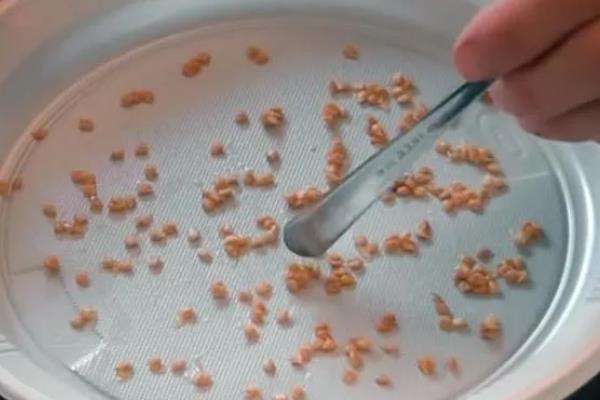 怎么防治番茄病毒病，增施磷、钾等肥料可增强抗病力