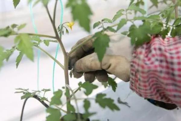 怎么防治番茄病毒病，增施磷、钾等肥料可增强抗病力