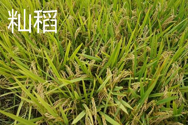 粳稻主要产自我国哪些地区，主要产自我国黄河流域