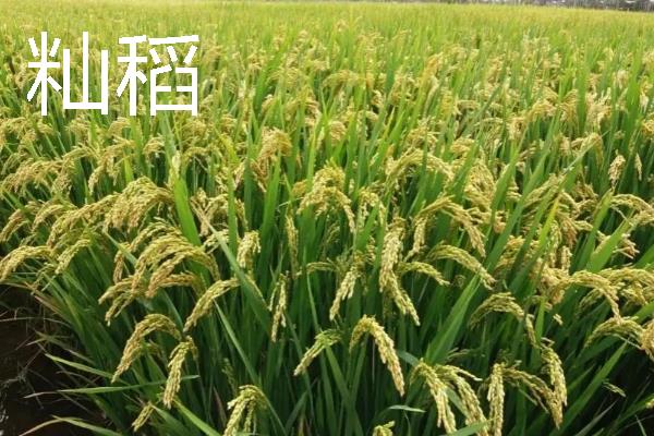 粳稻主要产自我国哪些地区，主要产自我国黄河流域