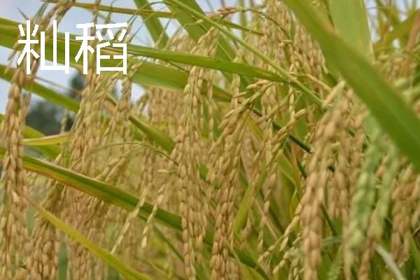 粳稻主要产自我国哪些地区，主要产自我国黄河流域