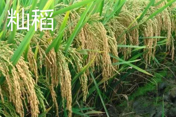 粳稻主要产自我国哪些地区，主要产自我国黄河流域