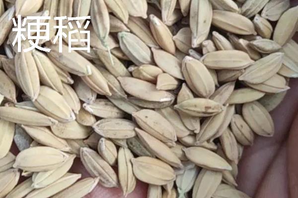 粳稻主要产自我国哪些地区，主要产自我国黄河流域