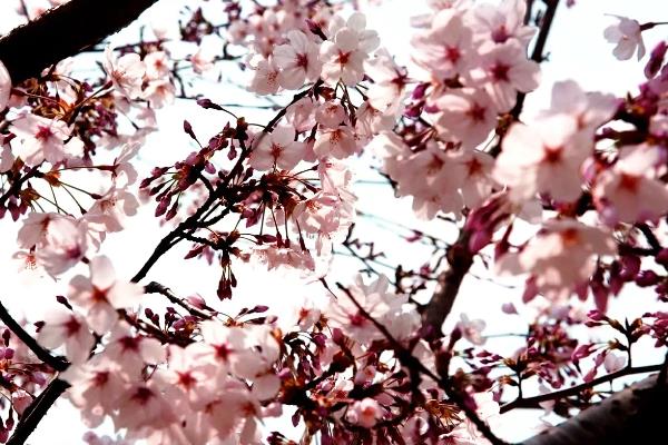 樱花的象征，具有文静高雅、爱与希望等含义