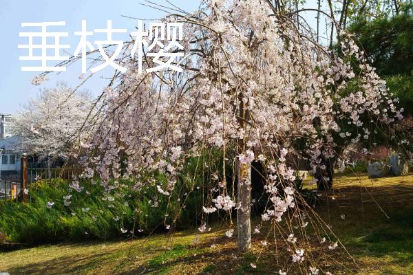 樱花的象征，具有文静高雅、爱与希望等含义
