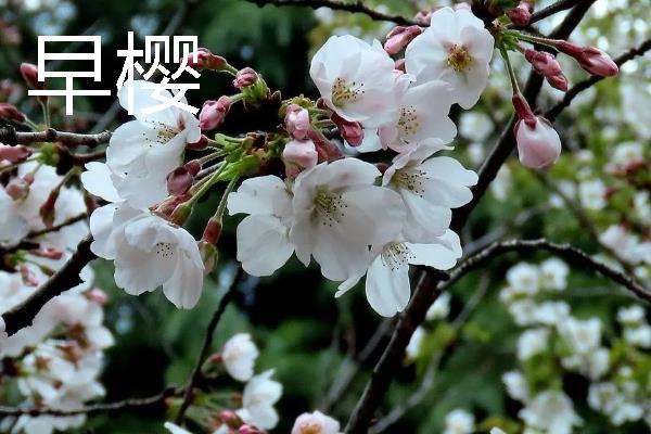樱花的象征，具有文静高雅、爱与希望等含义