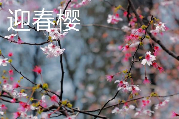 樱花的象征，具有文静高雅、爱与希望等含义