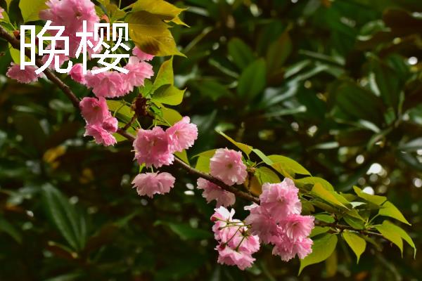 樱花的象征，具有文静高雅、爱与希望等含义