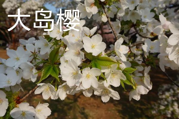 樱花的象征，具有文静高雅、爱与希望等含义