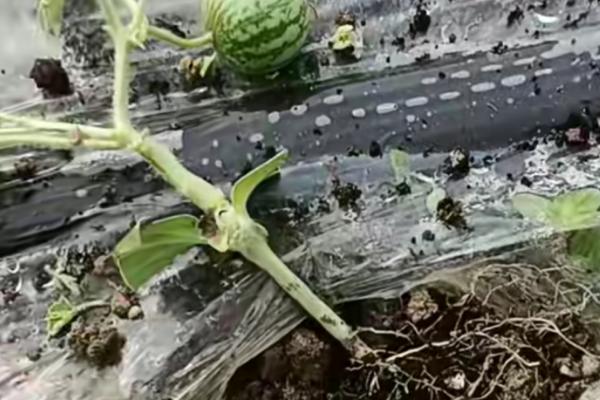西瓜霜霉病的症状,发病初期叶片上呈现黄绿色斑点