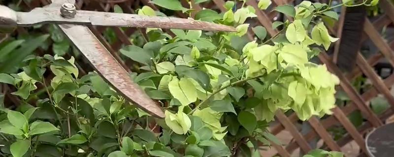 三角梅的修剪方法，建议在春季或秋季进行