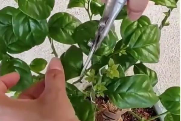 三角梅的修剪方法，建议在春季或秋季进行