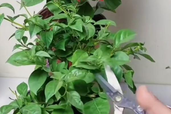 三角梅的修剪方法，建议在春季或秋季进行