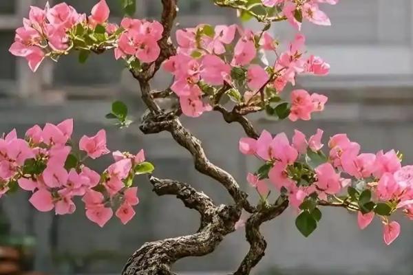 三角梅的修剪方法，建议在春季或秋季进行