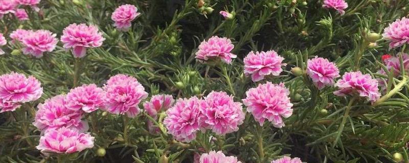 太阳花施什么肥能花大叶盛，开花过程中需要充足的养分