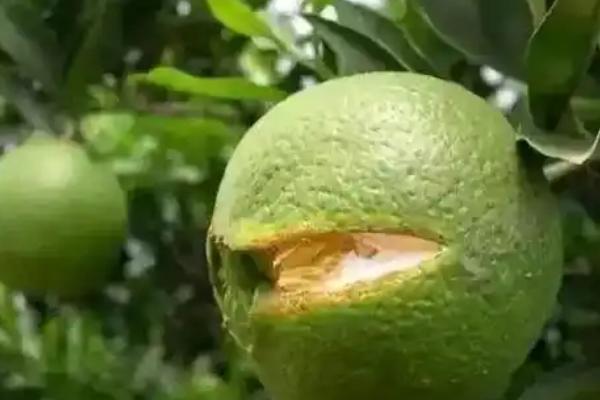 柑桔日灼病的危害症状，受害果实受光面果皮初呈灰青色