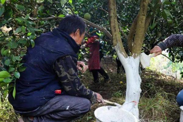 柑桔日灼病的危害症状，受害果实受光面果皮初呈灰青色