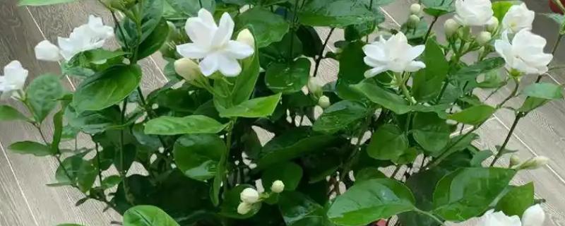 怎么养茉莉花，花败后要及时剪除残花枯枝