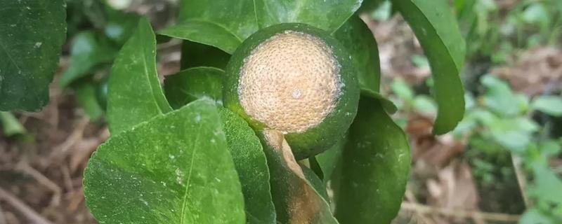 柑桔日灼病的危害症状，受害果实受光面果皮初呈灰青色