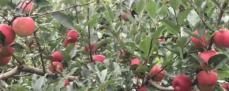 野苹果和苹果的区别，颜色和形状均不同