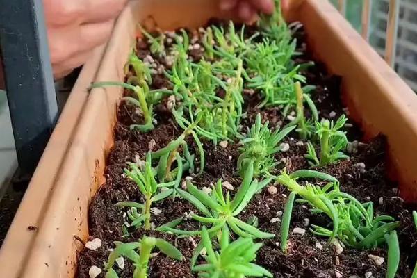 太阳花施什么肥能花大叶盛，开花过程中需要充足的养分