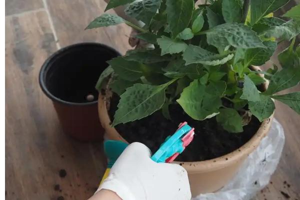 太阳花施什么肥能花大叶盛，开花过程中需要充足的养分