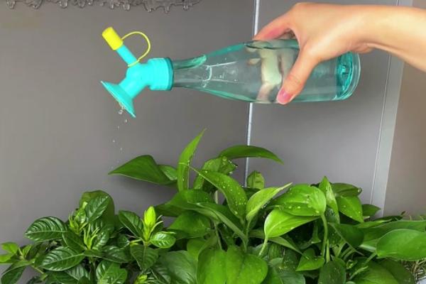 太阳花施什么肥能花大叶盛，开花过程中需要充足的养分