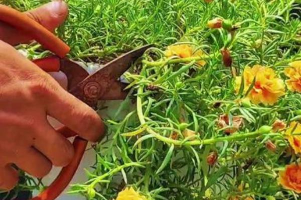 太阳花施什么肥能花大叶盛，开花过程中需要充足的养分