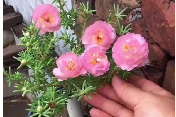 太阳花施什么肥能花大叶盛，开花过程中需要充足的养分