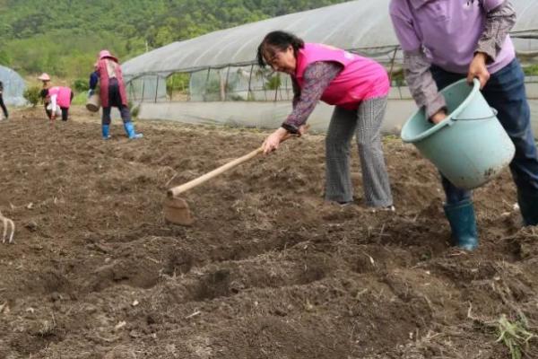 旱田怎么施肥，深施肥料效果更佳