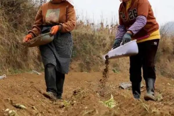 旱田怎么施肥，深施肥料效果更佳