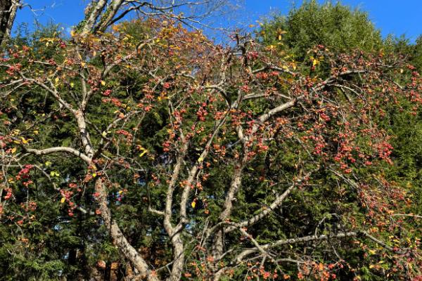 野苹果和苹果的区别，颜色和形状均不同