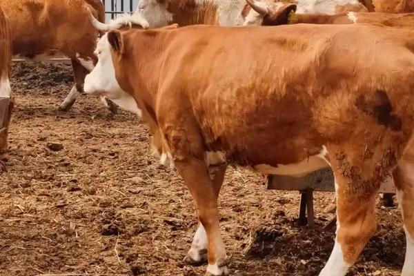 养牛的风险，包括肉牛来源、养殖技术等