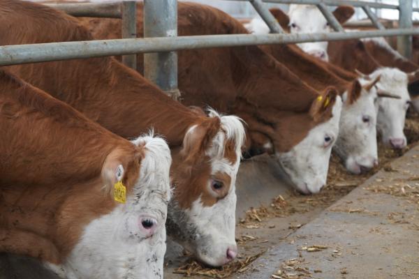 养牛的风险，包括肉牛来源、养殖技术等