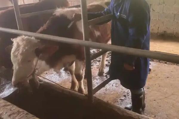 养牛的风险，包括肉牛来源、养殖技术等