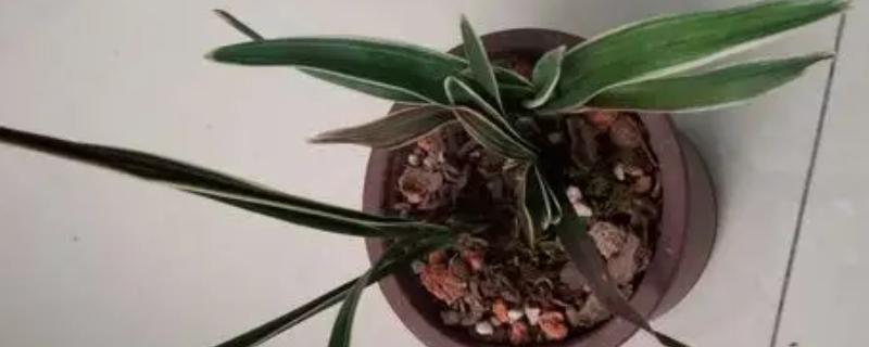 兰花叶尖发黄发黑的原因，可能是黑斑病所导致