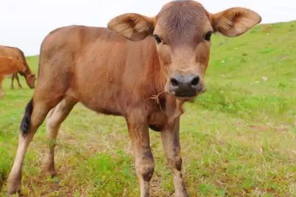 养牛的风险，包括肉牛来源、养殖技术等