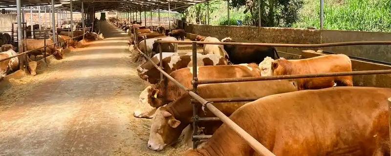 养牛的风险，包括肉牛来源、养殖技术等