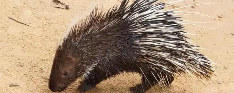 豪猪是不是猪，豪猪不是猪