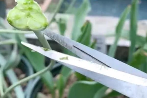 郁金香的花语，不同颜色的花语不同