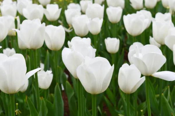 郁金香的花语，不同颜色的花语不同